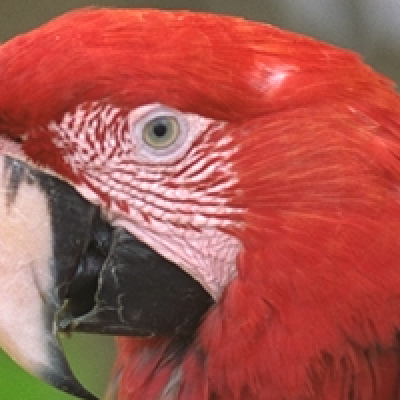 Original, 557,596 B: close crop of a red parrot's eye and beak